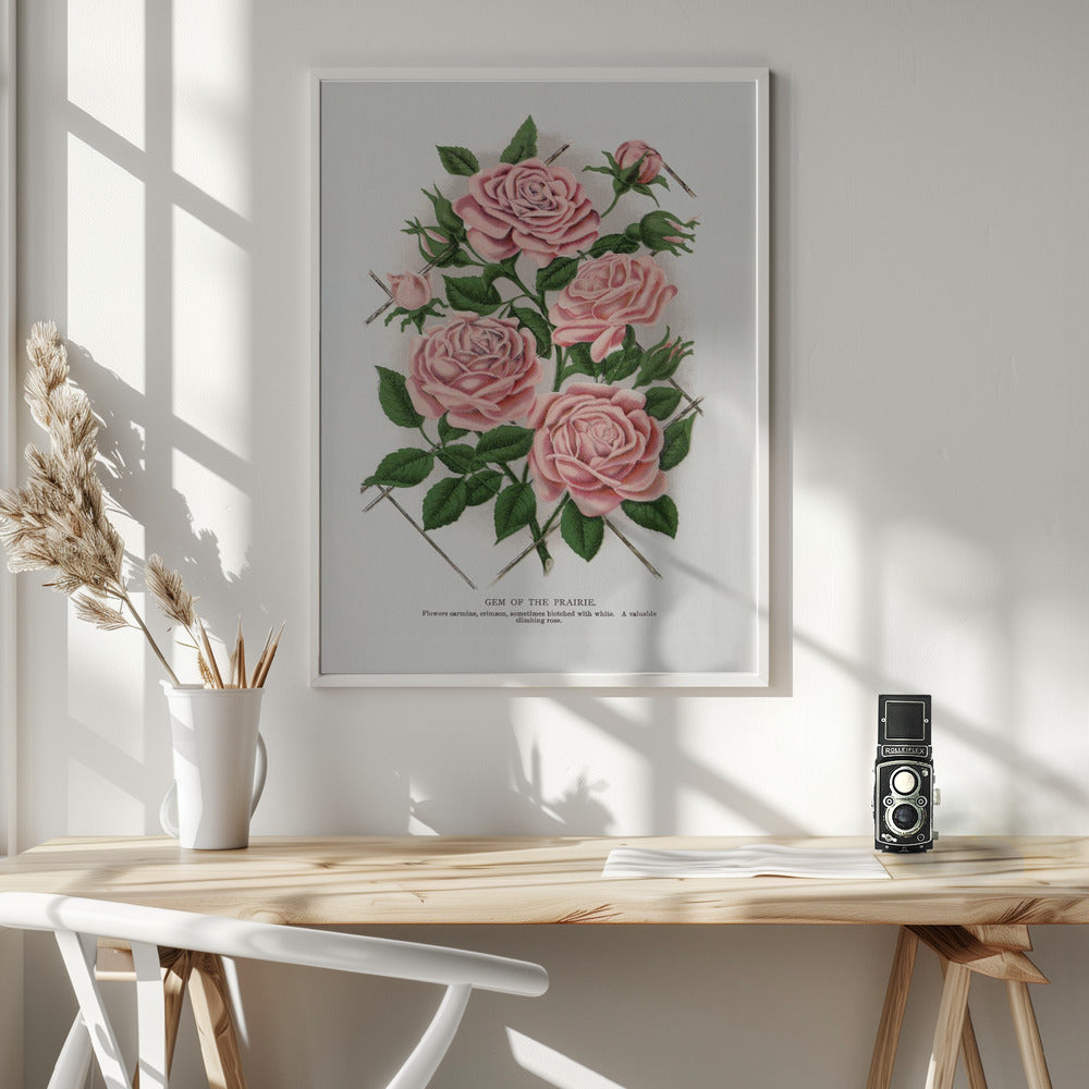 Wandbild Rosa Rose, Lithographie „Gem of the Prairie“.