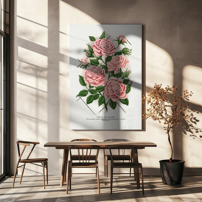 Wandbild Rosa Rose, Lithographie „Gem of the Prairie“.