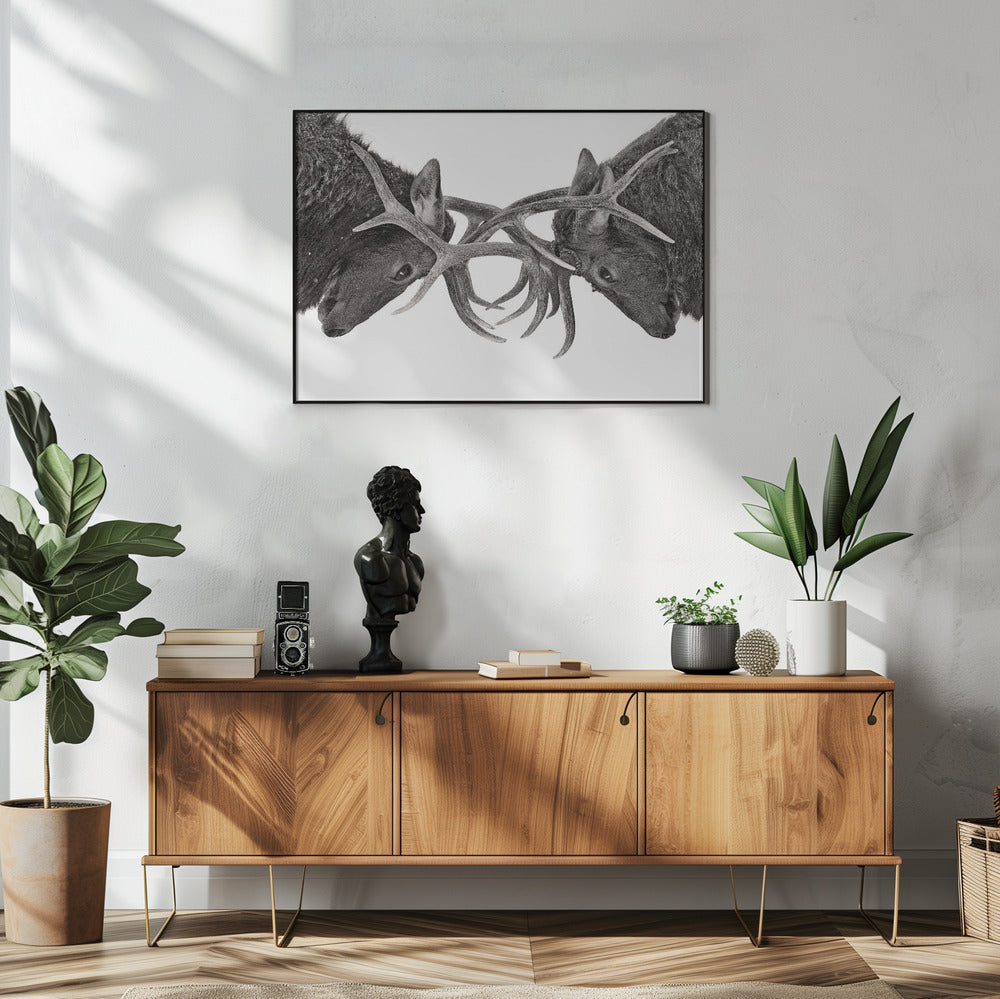 Wandbild Auge in Auge – Elchkampf