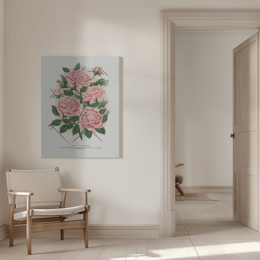 Wandbild Rosa Rose, Lithographie „Gem of the Prairie“.