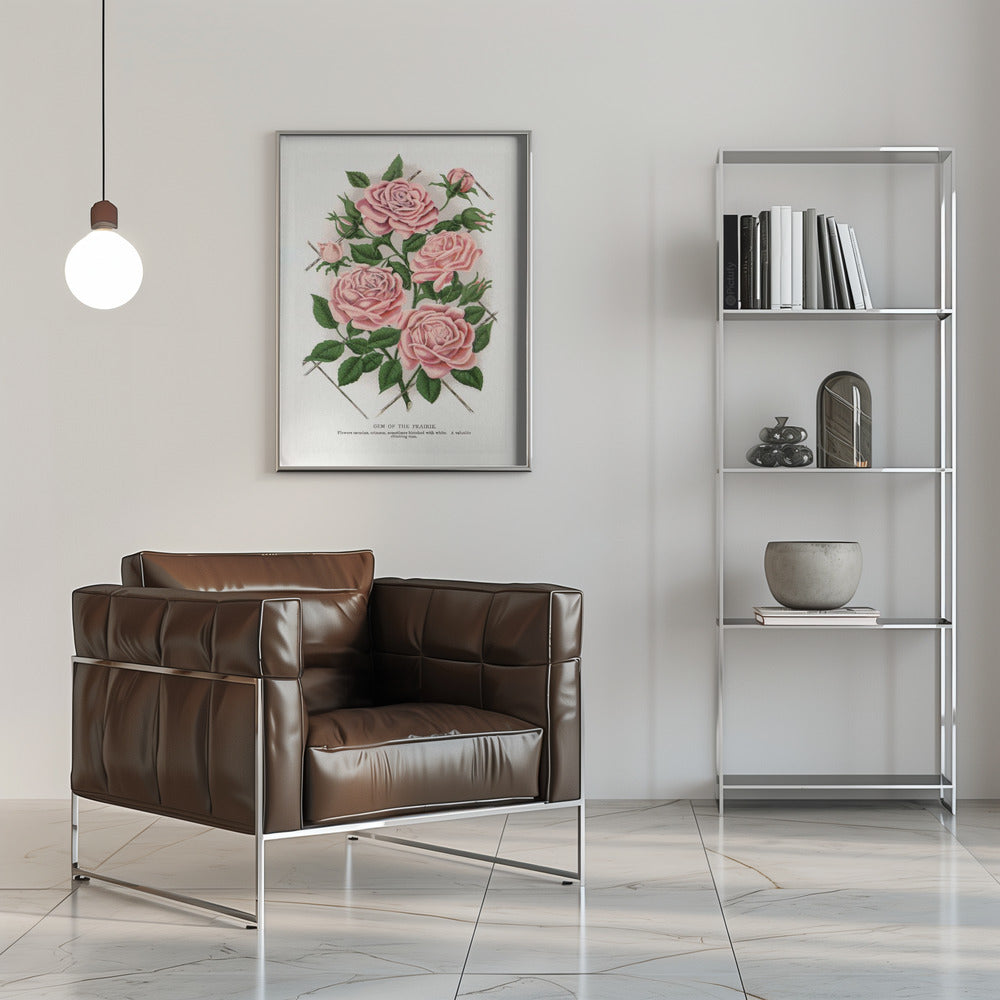 Wandbild Rosa Rose, Lithographie „Gem of the Prairie“.