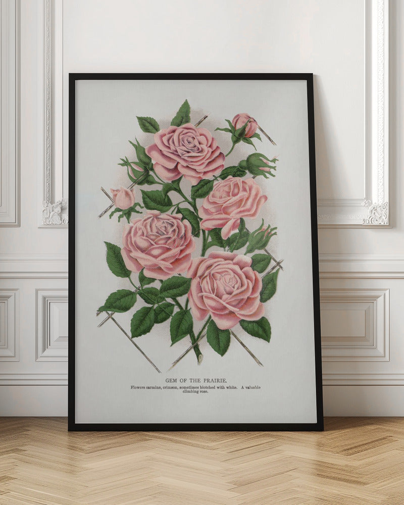 Wandbild Rosa Rose, Lithographie „Gem of the Prairie“.