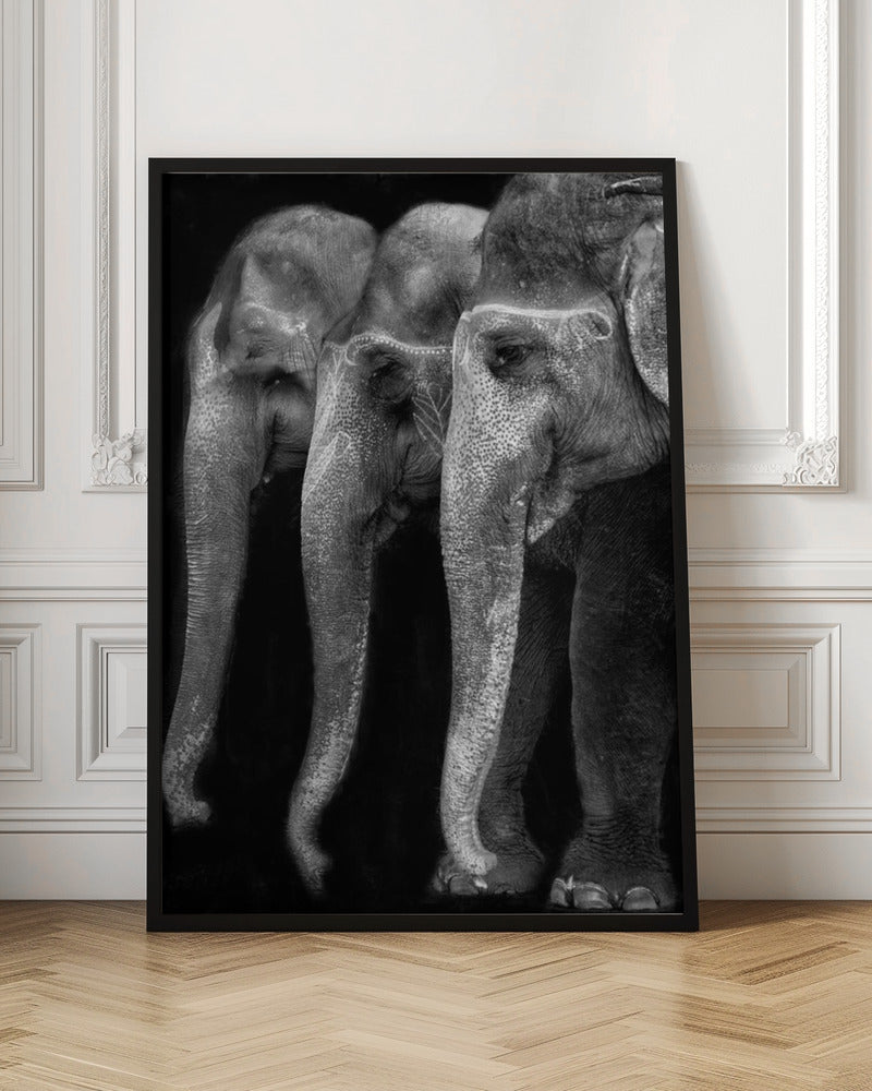 Wandbild Die Natur ist ein großartiges Meisterwerk, ein Elefant; das einzige harmlose große Ding ...