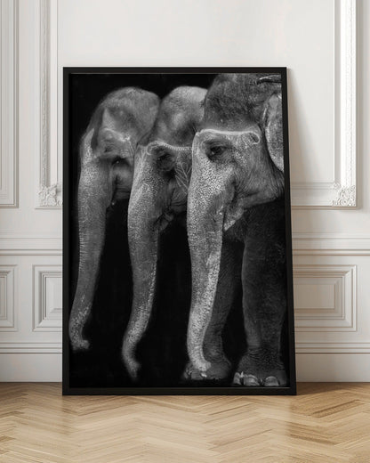 Wandbild Die Natur ist ein großartiges Meisterwerk, ein Elefant; das einzige harmlose große Ding ...