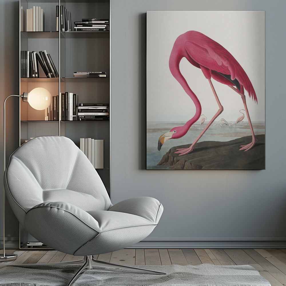 Pink Flamingo Ii From Birds of America (1827)