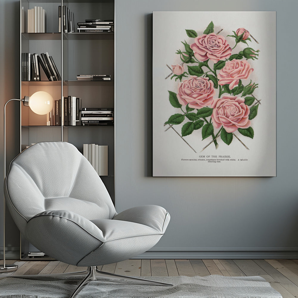 Wandbild Rosa Rose, Lithographie „Gem of the Prairie“.