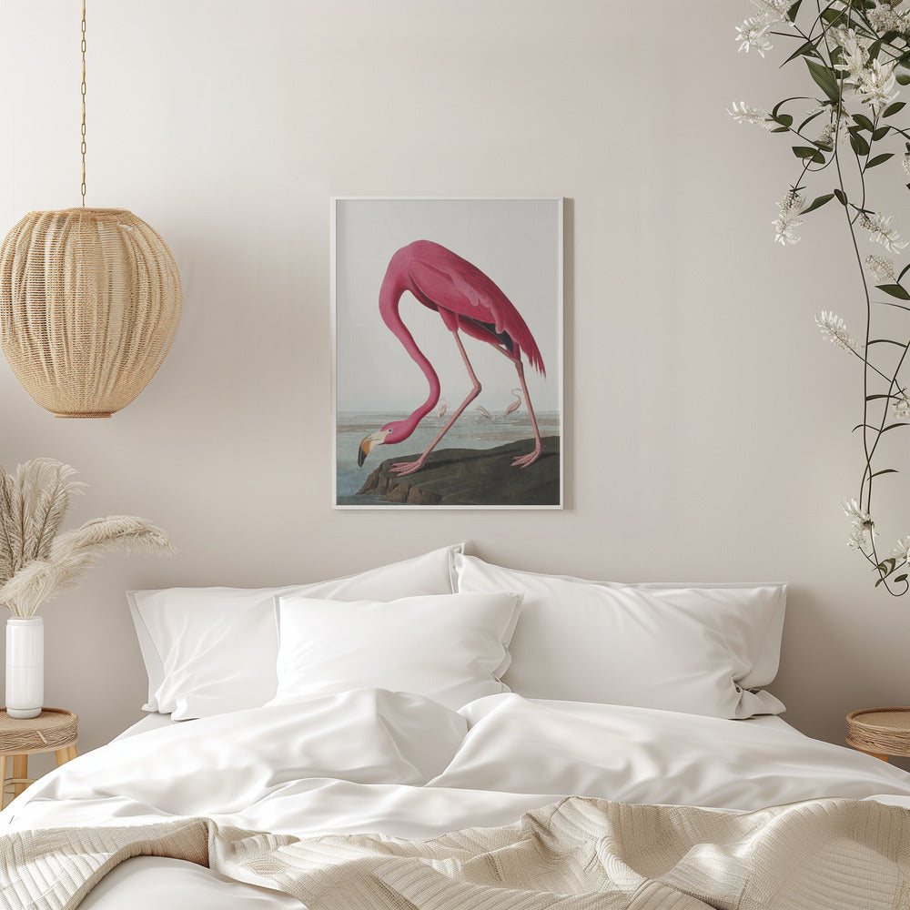 Pink Flamingo Ii From Birds of America (1827)