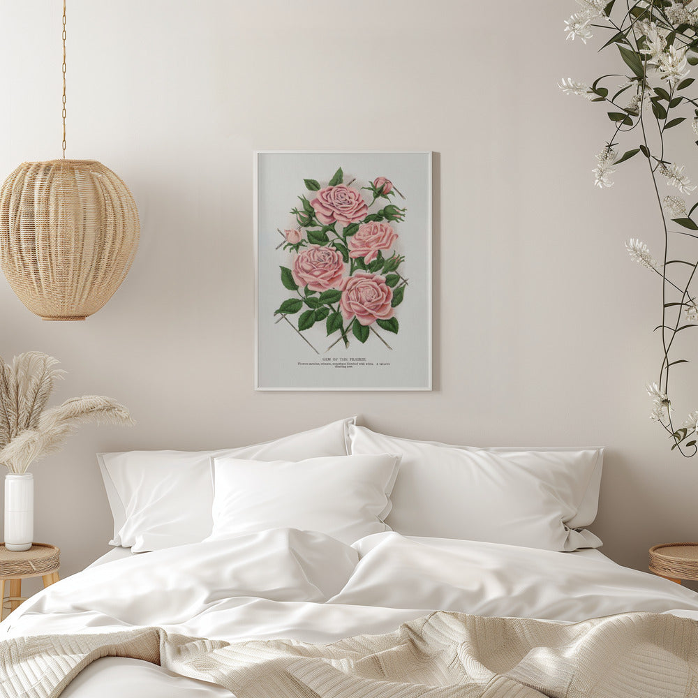Wandbild Rosa Rose, Lithographie „Gem of the Prairie“.