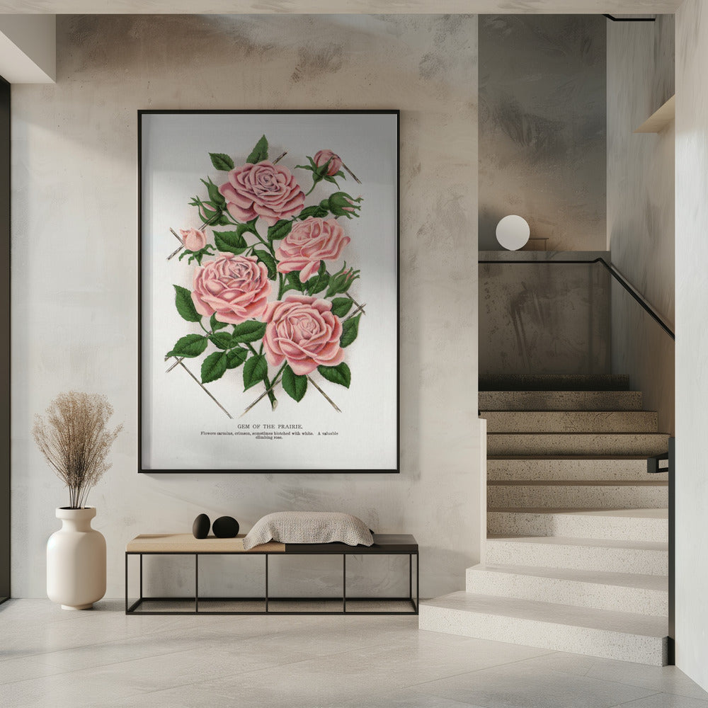 Wandbild Rosa Rose, Lithographie „Gem of the Prairie“.