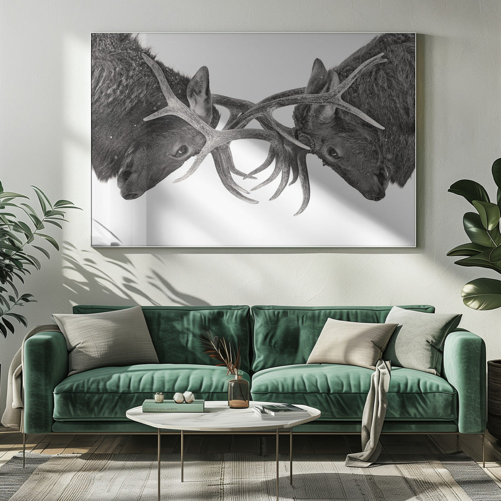 Wandbild Auge in Auge – Elchkampf