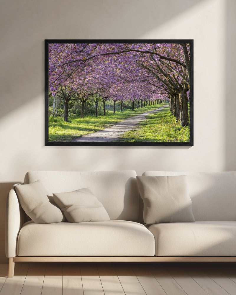 Wandbild Idylle Kirschblütenallee