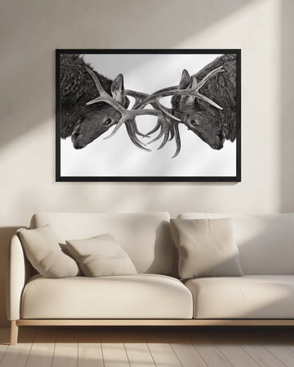 Wandbild Auge in Auge – Elchkampf