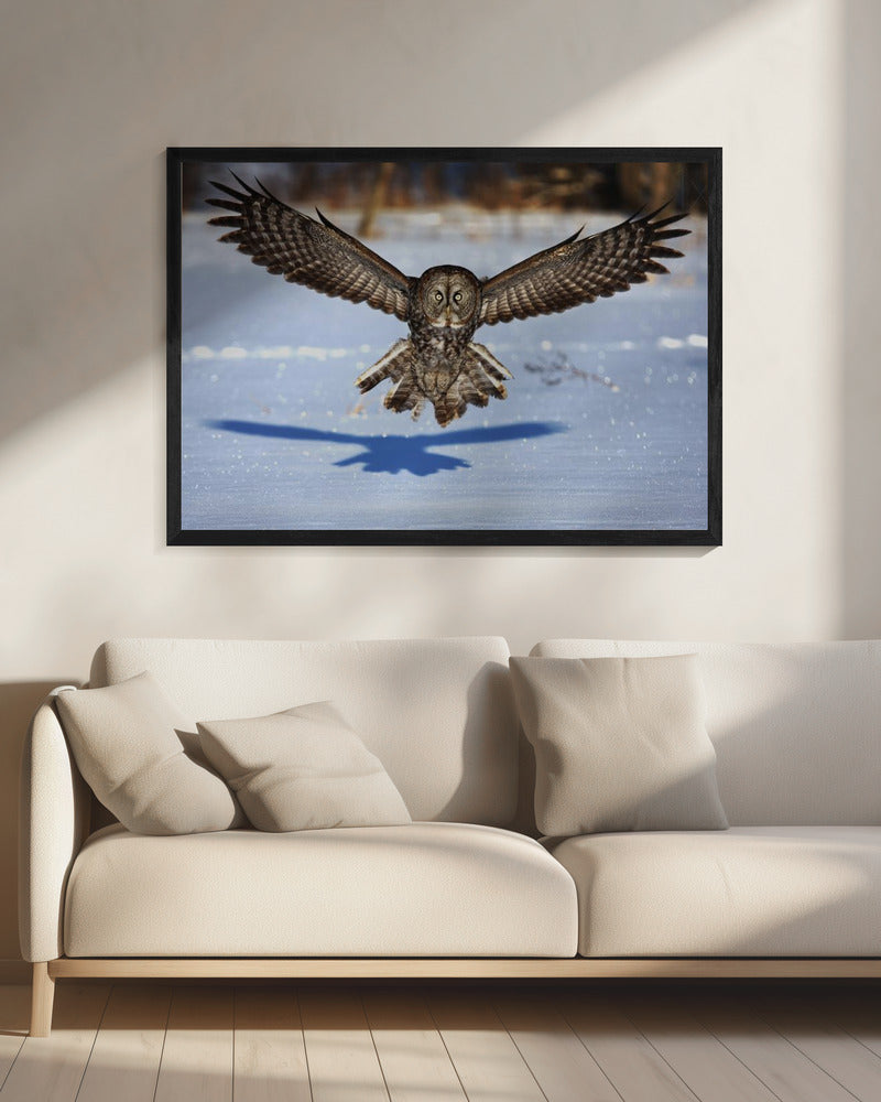 Wandkunst Mitten ins Gesicht – Bartkauz