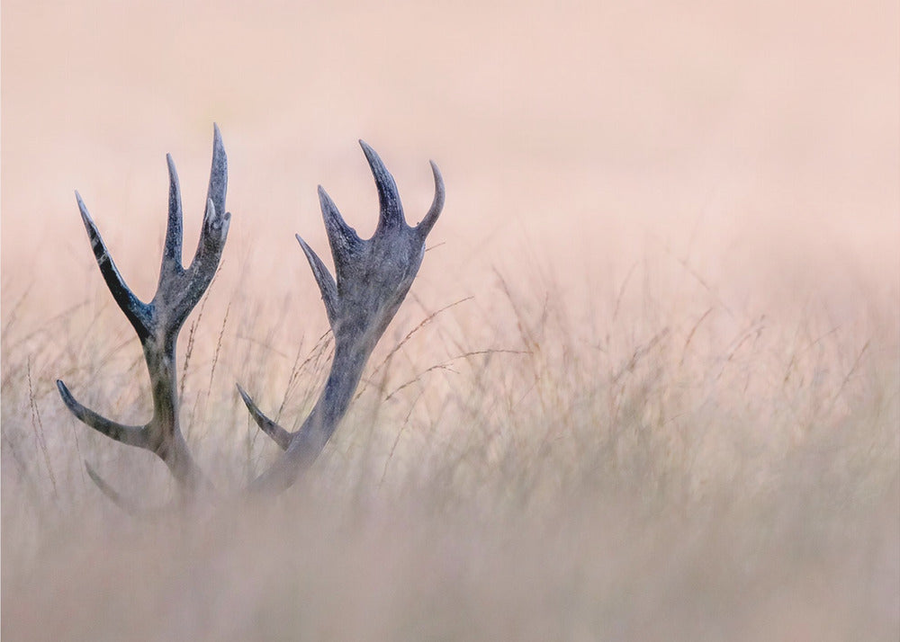 Wandkunst   Verstecken spielen (Horn vom Hirsch)