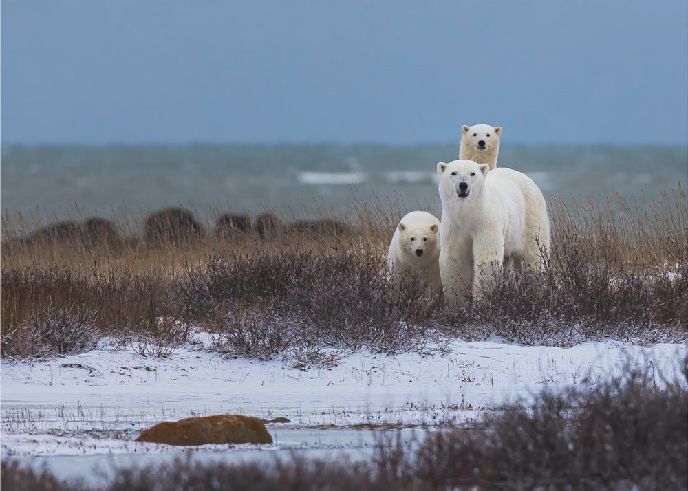Wandbild Mutterbär mit Jungen, Hudson Bay im Hintergrund