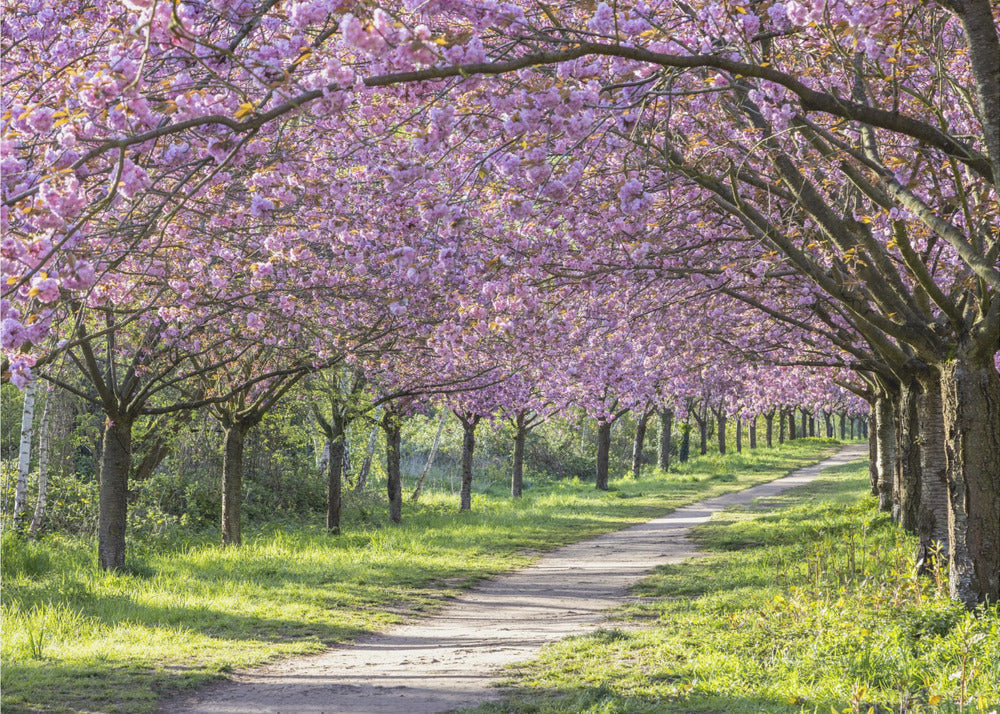 Wandbild Idylle Kirschblütenallee