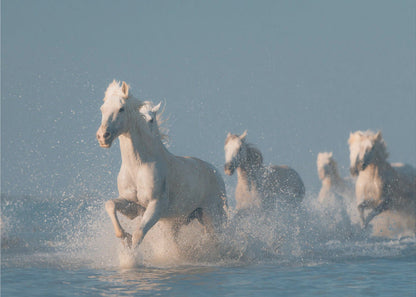 Wandbild Engel der Camargue. Pferd