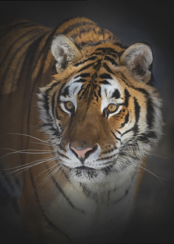 Wandbild Portrait eines Sibirischen Tigers