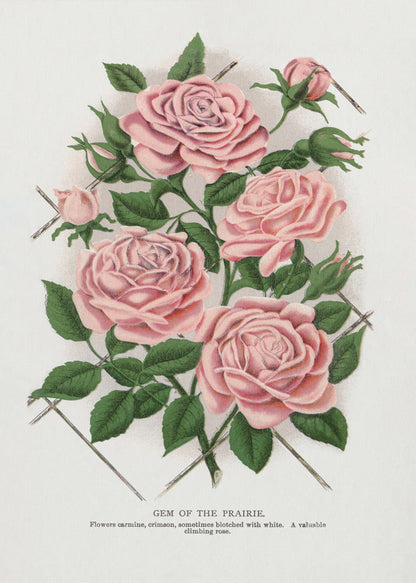 Wandbild Rosa Rose, Lithographie „Gem of the Prairie“.
