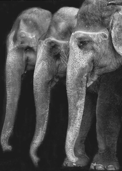 Wandbild Die Natur ist ein großartiges Meisterwerk, ein Elefant; das einzige harmlose große Ding ...